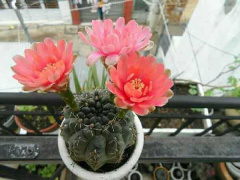 Ảnh bìa bài viết 680797