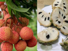 Ảnh bìa bài viết 684686