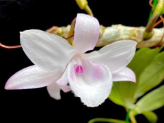 Ảnh bìa bài viết 687589