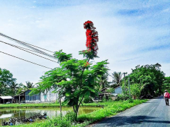 Ảnh bìa bài viết 689070