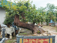 Ảnh bìa bài viết 709347