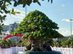 Ảnh bìa bài viết 710557