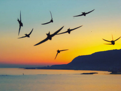 Ảnh bìa bài viết 723822