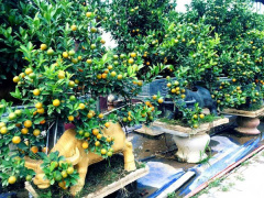 Ảnh bìa bài viết 725942