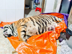 Ảnh bìa bài viết 732472