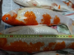 Ảnh bìa bài viết 732952