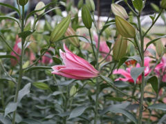 Ảnh bìa bài viết 738451