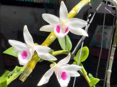 Ảnh bìa bài viết 753487