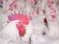 Ảnh bìa bài viết 775254