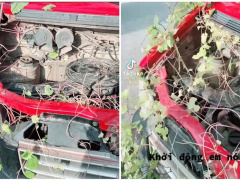 Ảnh bìa bài viết 786107
