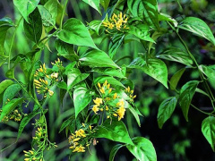 Ảnh bìa bài viết 797467