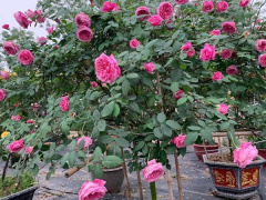 Ảnh bìa bài viết 808183