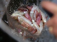 Ảnh bìa bài viết 820050