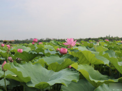 Ảnh bìa bài viết 883264
