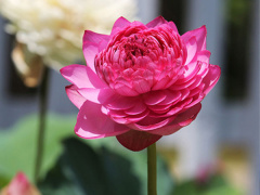 Ảnh bìa bài viết 883923