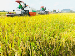 Ảnh bìa bài viết 905813