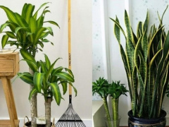Ảnh bìa bài viết 918244