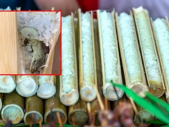 Ảnh bìa bài viết 919247