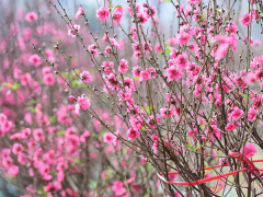 Ảnh bìa bài viết 919514