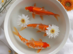 Ảnh bìa bài viết 920087
