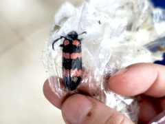 Ảnh bìa bài viết 949615