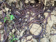 Ảnh bìa bài viết 958657