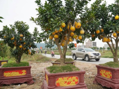 Ảnh bìa bài viết 975663