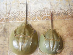 Ảnh bìa bài viết 990810