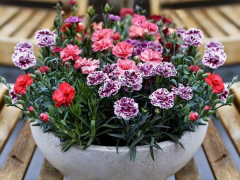 Ảnh bìa bài viết 506008