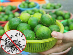 Ảnh bìa bài viết 508426