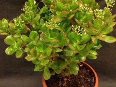 Ảnh bìa bài viết 496670