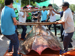 Ảnh bìa bài viết 509285