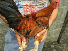Ảnh bìa bài viết 511461