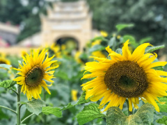Ảnh bìa bài viết 511917