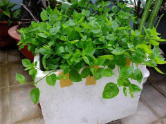 Ảnh bìa bài viết 512266