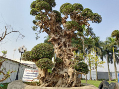 Ảnh bìa bài viết 513321