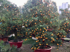 Ảnh bìa bài viết 515719
