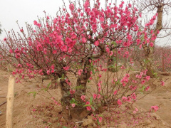 Ảnh bìa bài viết 516739