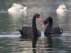 Ảnh bìa bài viết 517183