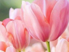 Ảnh bìa bài viết 518883