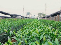Ảnh bìa bài viết 520007