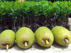 Ảnh bìa bài viết 521072
