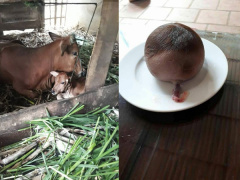 Ảnh bìa bài viết 522325