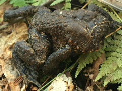 Ảnh bìa bài viết 522963