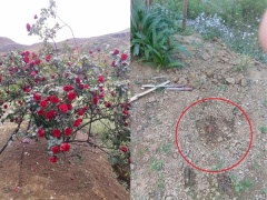 Ảnh bìa bài viết 524772