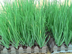 Ảnh bìa bài viết 528997