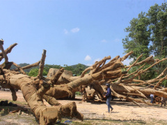 Ảnh bìa bài viết 528952