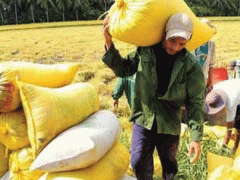 Ảnh bìa bài viết 529056
