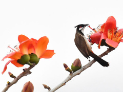 Ảnh bìa bài viết 529303
