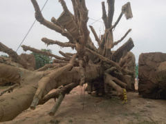 Ảnh bìa bài viết 529272